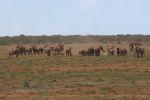 safrica10_image90.jpg